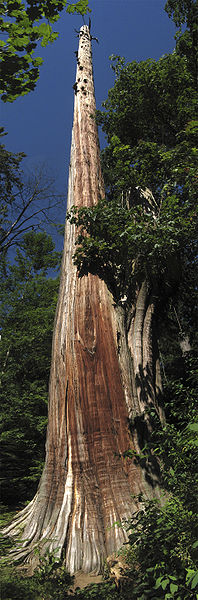 National Geographic Tree